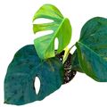 Monstera deliciosa 'Sierrana'