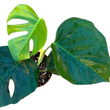 Monstera deliciosa 'Sierrana'