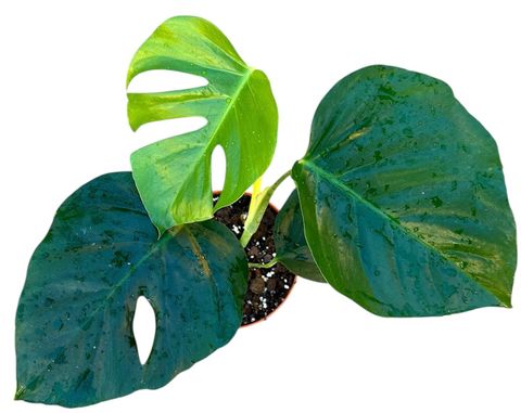 Monstera deliciosa 'Sierrana'