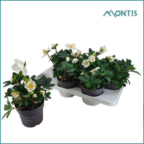 Helleborus niger 'Christmas Carol'