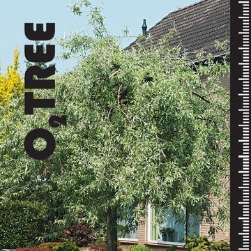 Pyrus salicifolia 'Pendula'