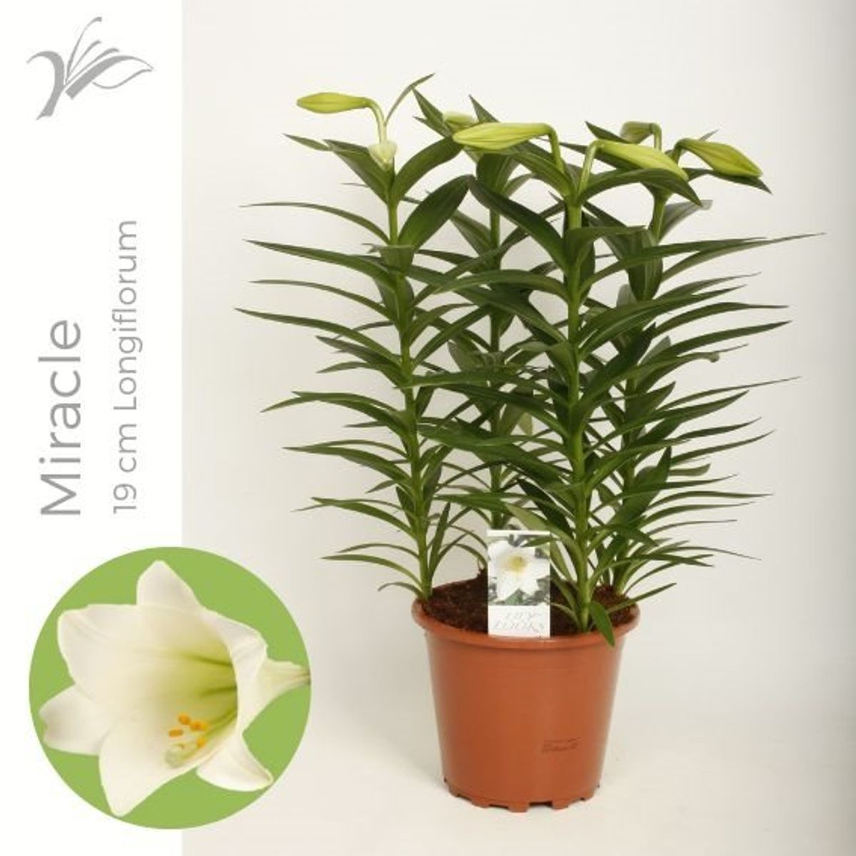 Lilium longiflorum 'Miracle' — Bitkiler Toptan Satış FlorAccess