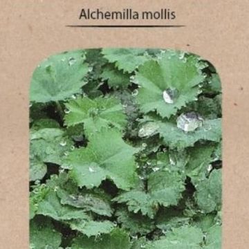 Alchemilla mollis
