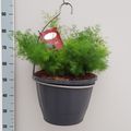 Asparagus umbellatus