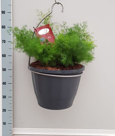 Asparagus umbellatus