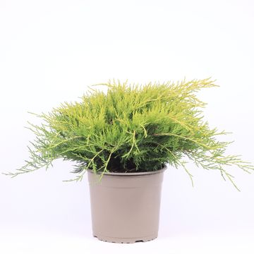 Juniperus x pfitzeriana 'Old Gold'