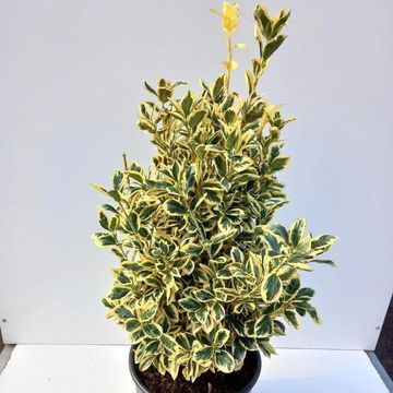 Euonymus japonicus 'Bravo'