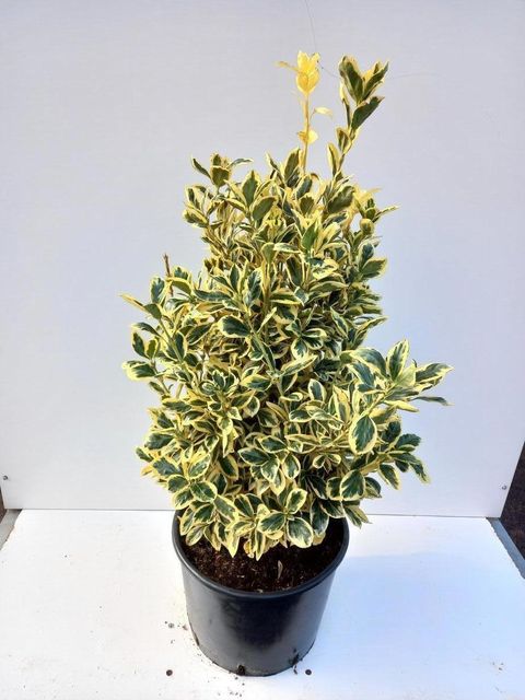 Euonymus japonicus 'Bravo'