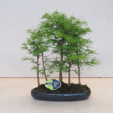 Pseudolarix