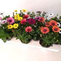 Osteospermum MIX
