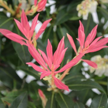 Pieris 'Forest Flame'