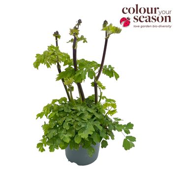 Thalictrum 'Black Stockings'