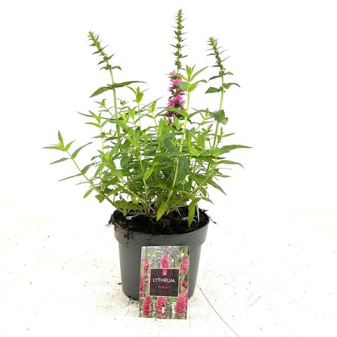 Lythrum salicaria 'Robert'