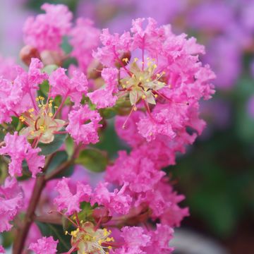 Lagerstroemia indica WITH LOVE GIRL