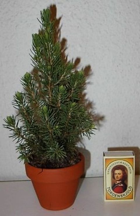 Picea glauca PERFECTA