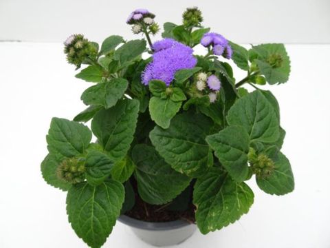 Ageratum houstonianum