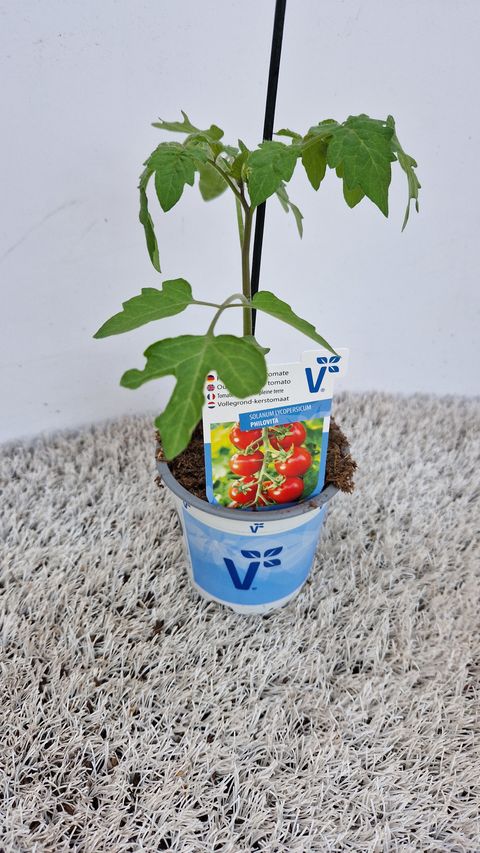 Solanum lycopersicum 'Philovita'