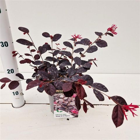 Loropetalum chinense ROUGE DE LA MAJORIE
