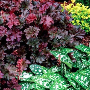 Heuchera 'Purple Petticoats'