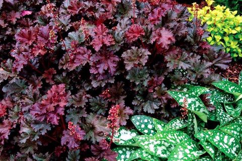 Heuchera 'Purple Petticoats'