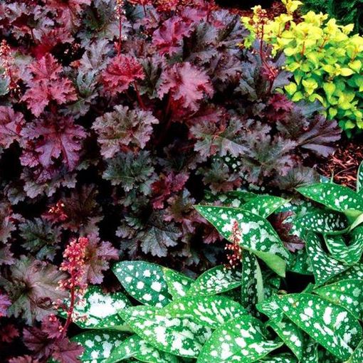 Heuchera 'Purple Petticoats'