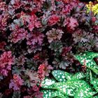 Heuchera 'Purple Petticoats'