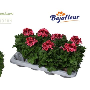 Pelargonium ELEGANCE KATE