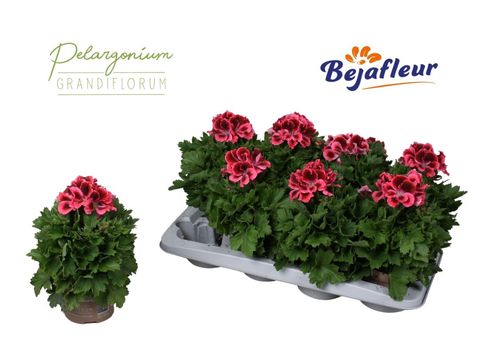 Pelargonium ELEGANCE KATE