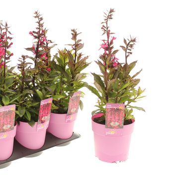 Lobelia x speciosa STARSHIP ROSE