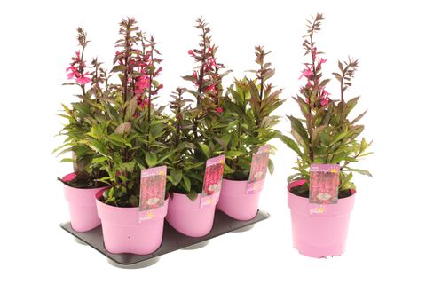 Lobelia x speciosa STARSHIP ROSE