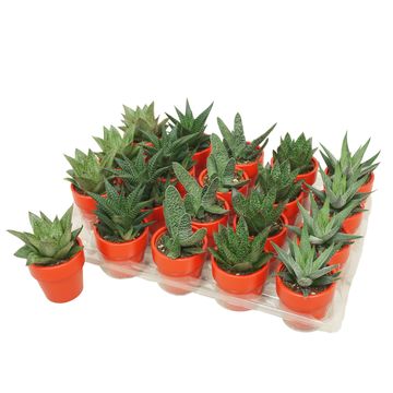 Aloe MIX