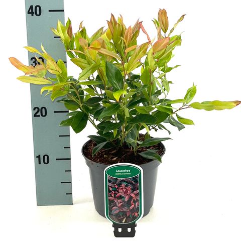 Leucothoe 'Zeblid'