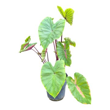 Colocasia 'Hybrid Cleopatra's Kiss'