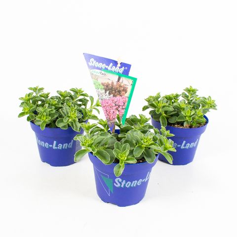 Sedum sieboldii