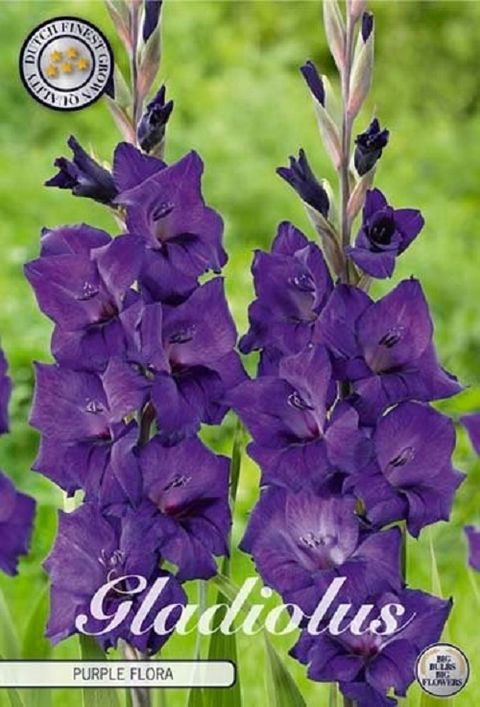 Gladiolus 'Purple Flora'