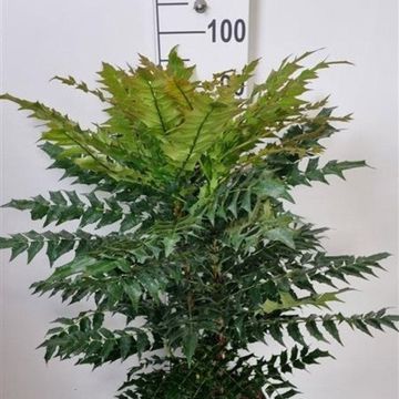 Mahonia x media 'Winter Sun'