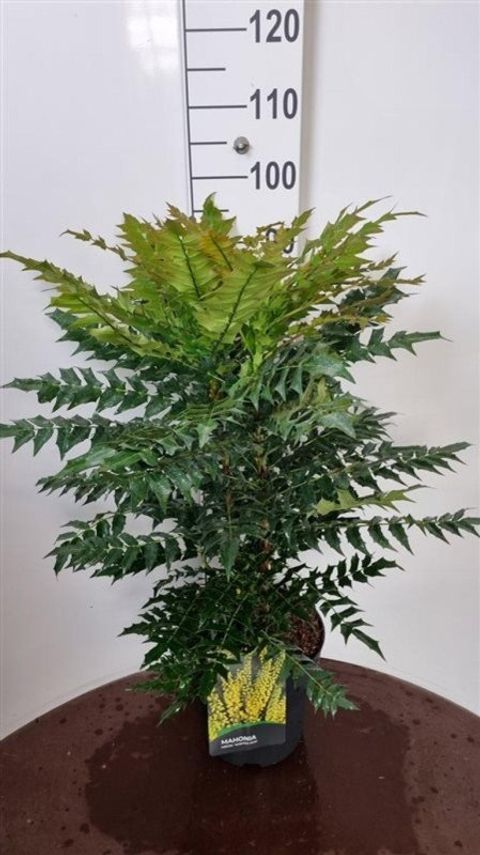 Mahonia x media 'Winter Sun'