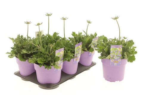 Scabiosa columbaria 'Atalanta'