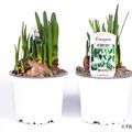 Leucojum aestivum