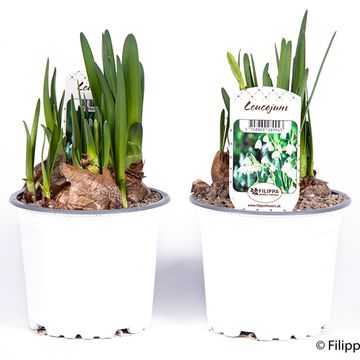 Leucojum aestivum