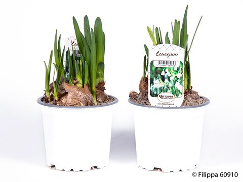 Leucojum aestivum