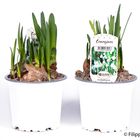 Leucojum aestivum