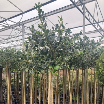 Ilex aquifolium 'J.C.  van Tol'