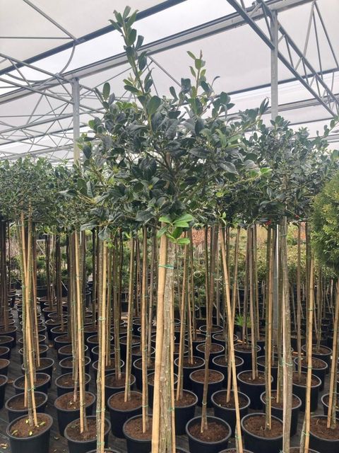 Ilex aquifolium 'J.C.  van Tol'