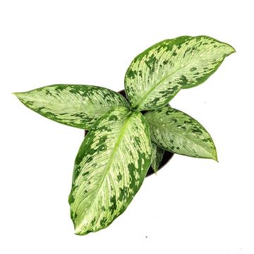 Dieffenbachia 'Tiki'