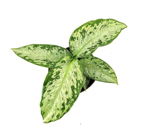 Dieffenbachia 'Tiki'