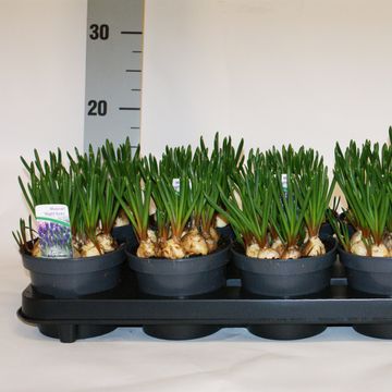 Muscari 'Night Eyes'