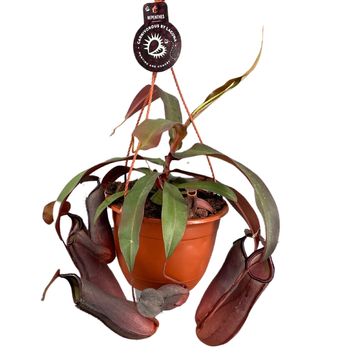 Nepenthes 'Rebecca Soper'