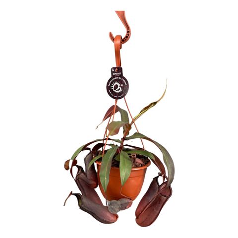 Nepenthes 'Rebecca Soper'