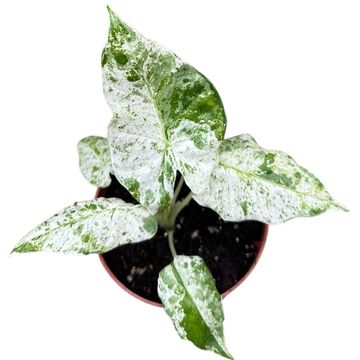 Alocasia macrorrhizos 'Splash'